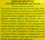 Девичий виноград Серенада СМЦ-809