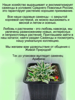 Арабис Кавказский Вариегата резуха многолетний