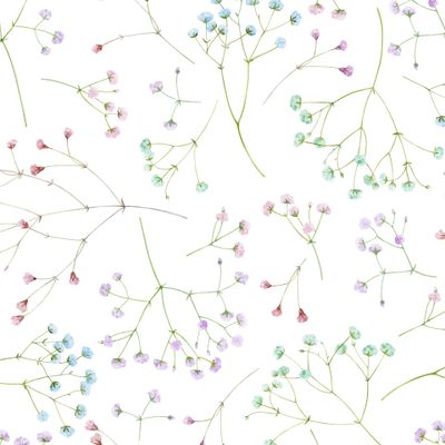 Разноцветные гипсофилы