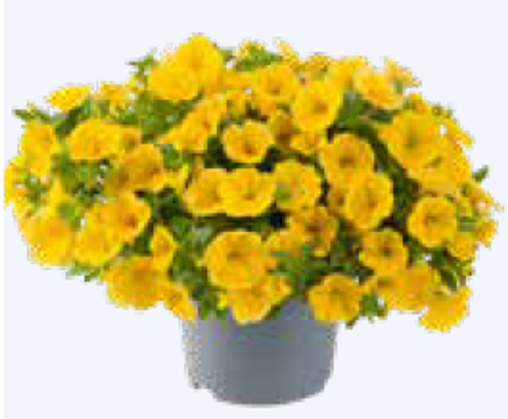 ЕВРО Калибрахоа Cabaret® Early Bright Yellow укорененный черенок ОКС конец ноября