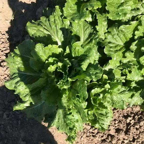 КОНВЕРШН семена салата Rijk Zwaan цена