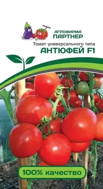 Томат Антюфей