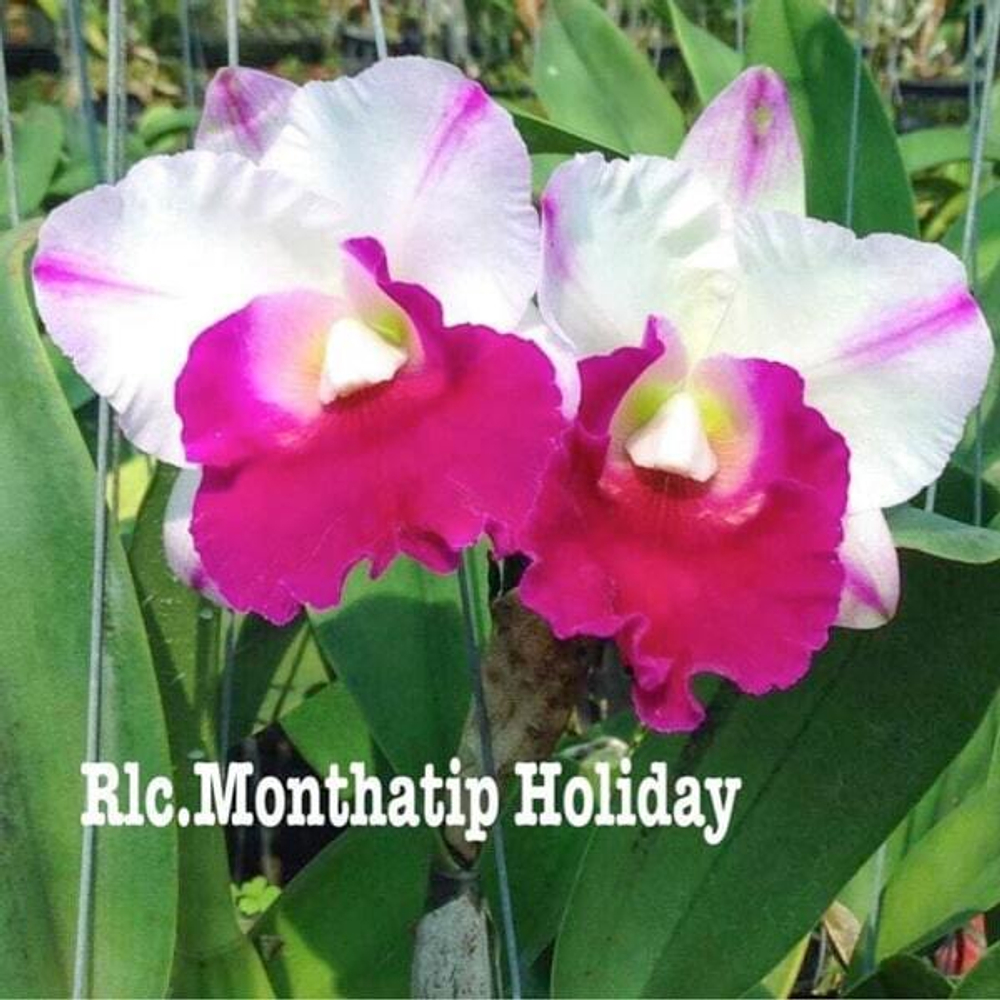 Орхидея ринхолелиокаттлея RLC. MONTHATIP HOLIDAY