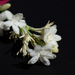 тубероза Жемчужина (Polianthes tuberosa The Pearl) — пора высаживать