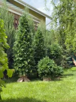 Туя искусственная (Литая хвоя) 210 см / 2,1 м