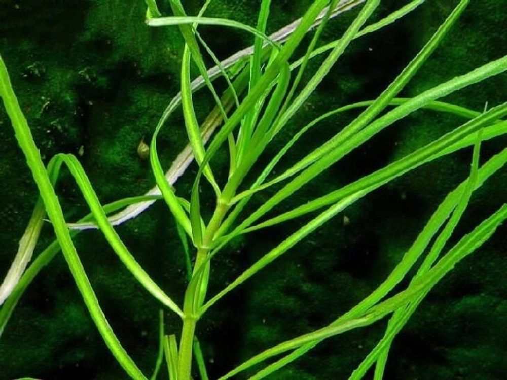 (653) ПОГОСТЕМОН ОКТОПУС (Pogostemon octopus)