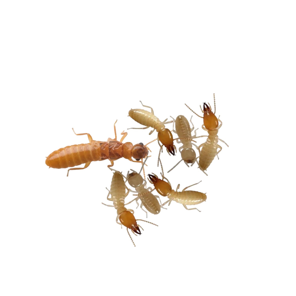 Термиты Coptotermes formosanus (Подземный термит)