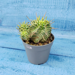 Euphorbia meloformis f. Variegated (Эуфорбия вариегатная)