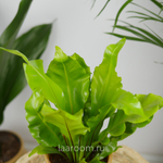 Асплениум Антикум 12/25