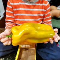 Гигантский Сладкий Перец Жёлтый Монстр — Yellow Monster Pepper