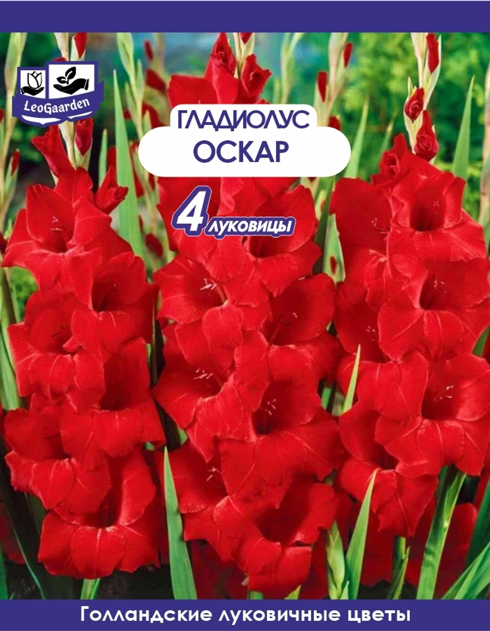 Гладиолус Луковица, Оскар, 4 шт