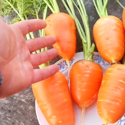 Гэрандская Древняя Крупная Полудлинная РАННЯЯ Морковь - Early Guerande Carrot