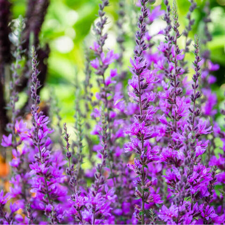 Шалфей дубравный "Вайолет Квин". Salvia nemorosa "Violet Queen".