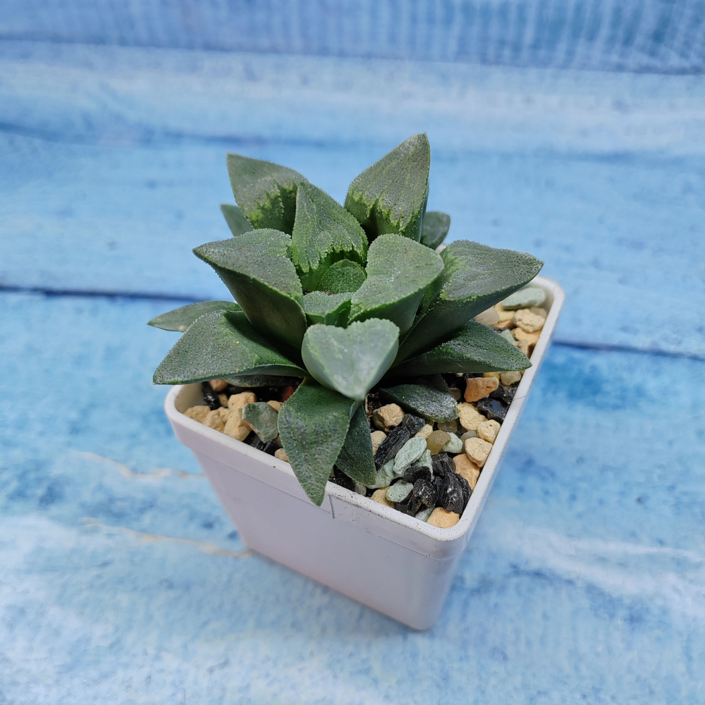 Haworthia Pygmaye hybr. (Хавортия)