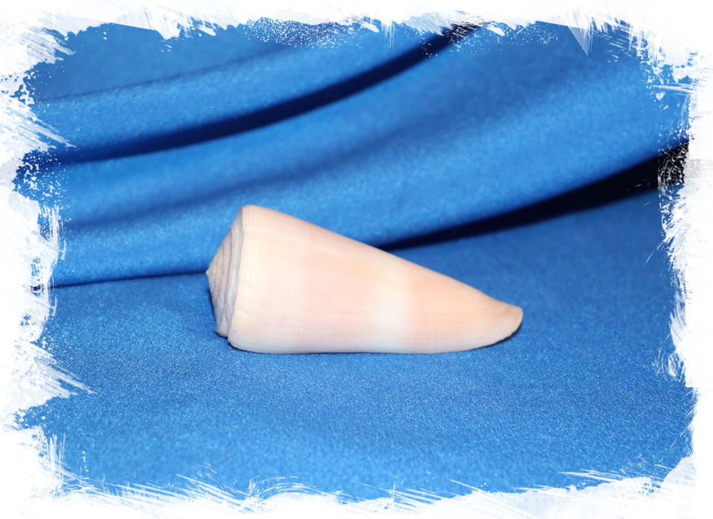 Конус кинтоки (Conus kintoki) купить ракушку