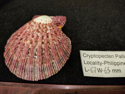 Криптопектен паллиум 40мм-75мм