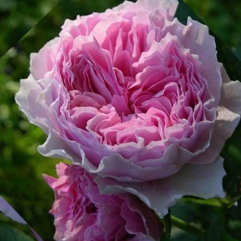 Роза флорибунда Гартентрауме "Gartentraume"