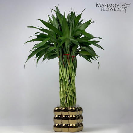 Композиция бамбук счастья "Артём"