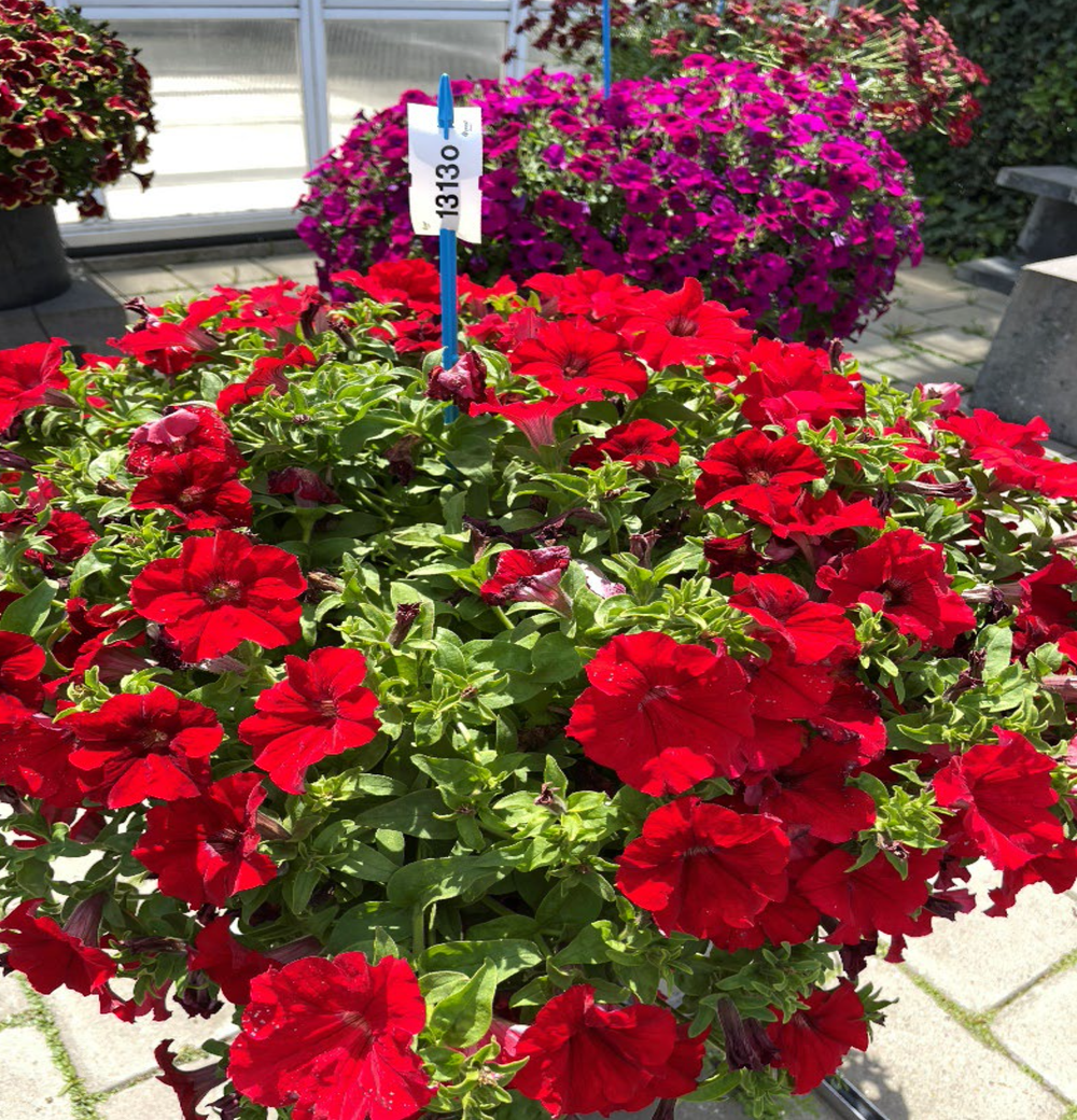 ЕВРО Петуния Surfinia Trailing Big Red укорененный черенок ОКС