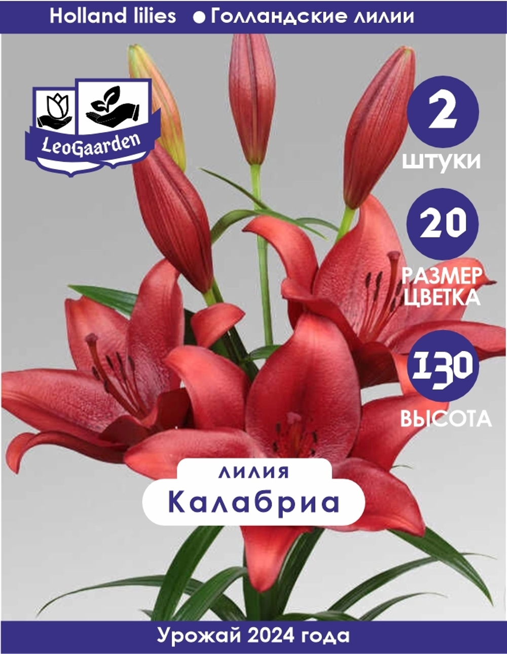 Лилия Луковица, Калабриа, ЛА-гибрид, 2 шт