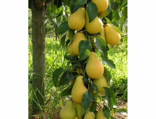 Медовая (Колоновидная)