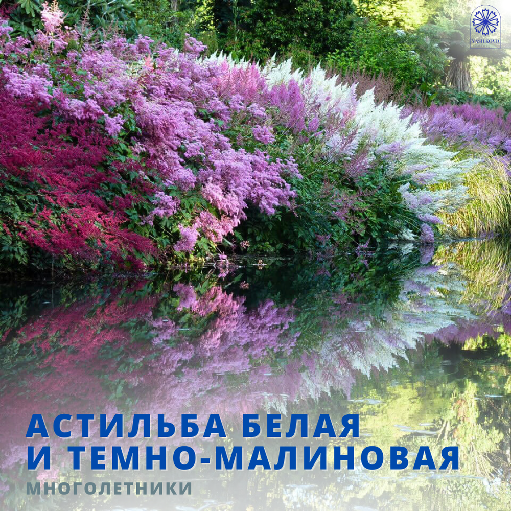 Астильба в ассортименте