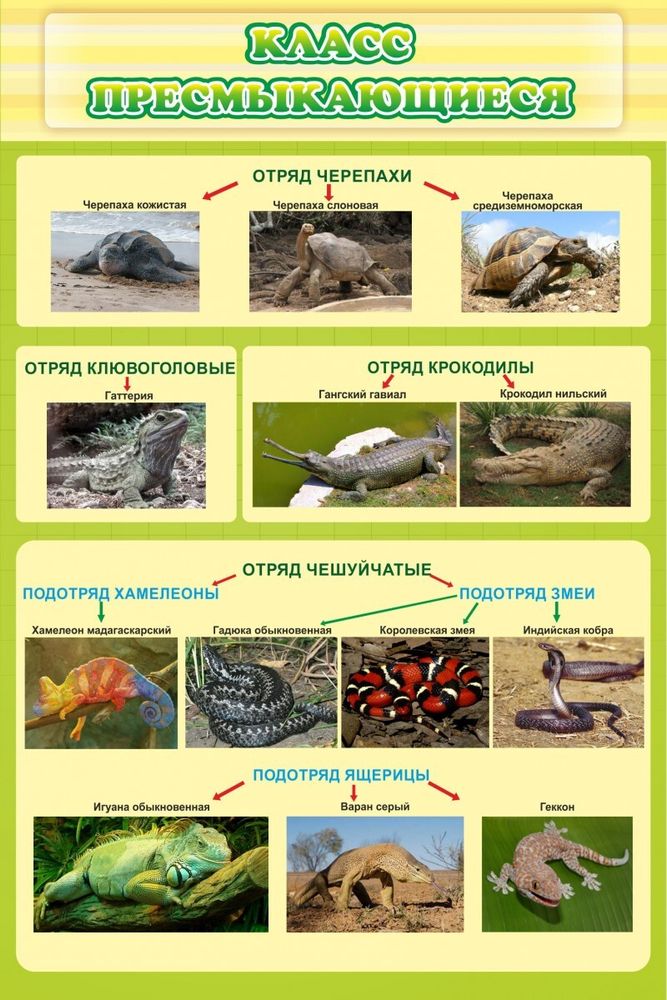 Стенд &quot;Класс пресмыкающиеся&quot;