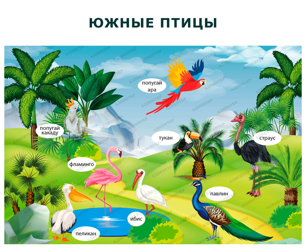 Комплект развивающий Природа: Южные птицы 2192