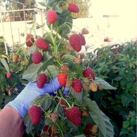 Малина ремонтантная Карамелька