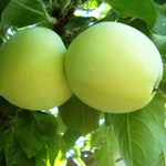 Яблоня летняя Белый налив (3-летняя) п/карл.подвой ЗКС