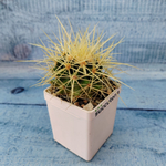 Echinocactus Grusonii (Эхинокактус)
