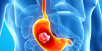 Пищеварительная система