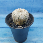 Astrophytum Asterias (Астрофитум)