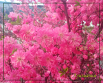 Луизеания трехлопастная, слива трехлопастная, миндаль трехлопастной, "сакура" ярко-розовая