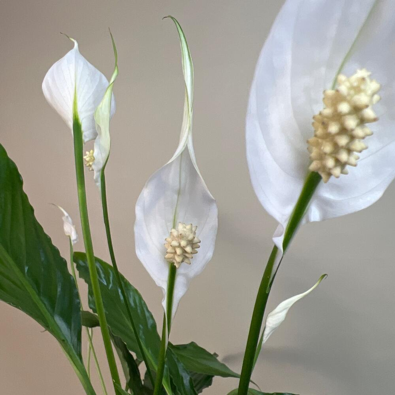 Почему спатифиллум называют женским счастьем?