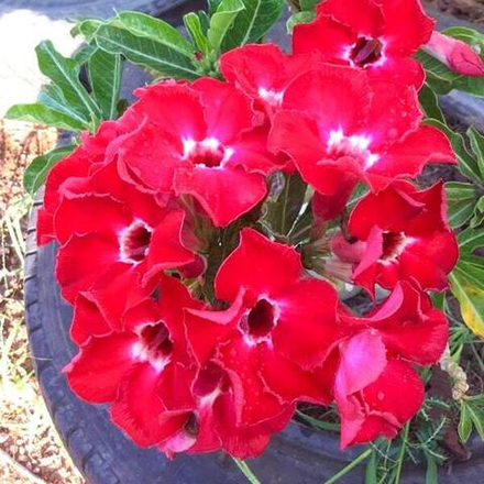 Адениум RUBY RED