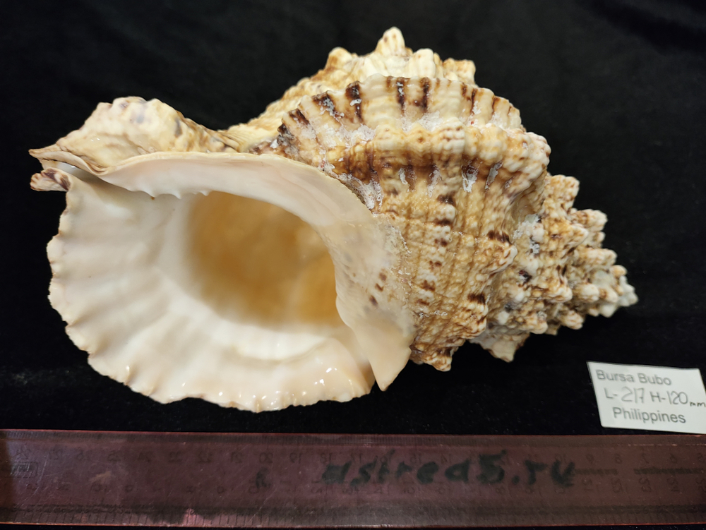 Бурса Бубо 180-260мм