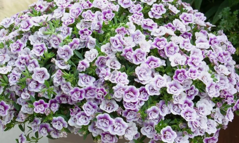 ЕВРО Калибрахоа Lav Tastic укорененный черенок ОКС начало декабря