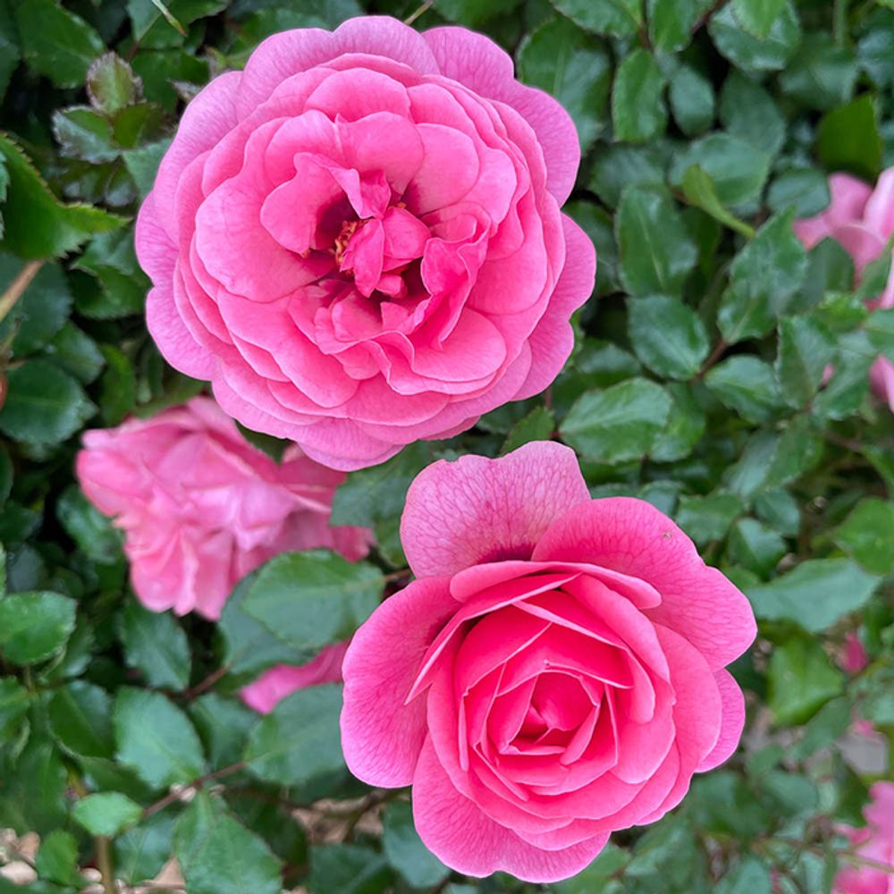 Персиан Мистери (Persian Mystery)