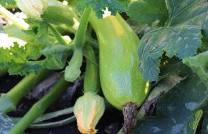 Кабачок Nevira F1 компании Vilmorin (ВИДЕО) Кабачок Nevira F1 компании Vilmorin (ВИДЕО)