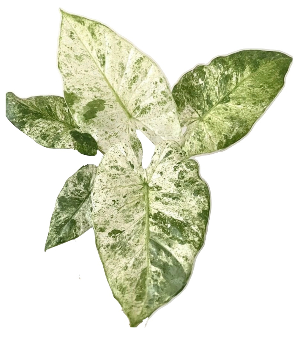 Алоказия Одора Батик вариегатная