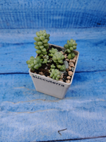 Sedum Burrito (Седум)