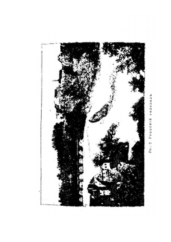 Швейцария 1918 | В.М. Величкина