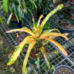 Кротон TOR THONG