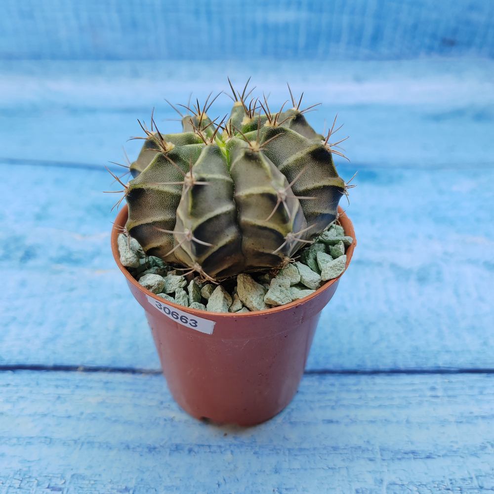 Gymnocalycium Friedrichii (Гимнокалициум)