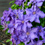 Клематис Baltic Waves( Балтик Вэйвз) Стандарт поставки Р9