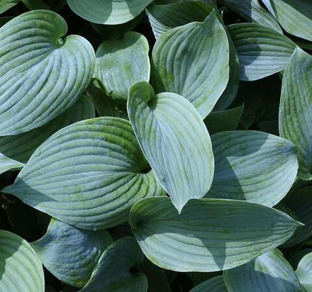 Хоста гибридная "Blue Angel". Hosta "Blue Angel".