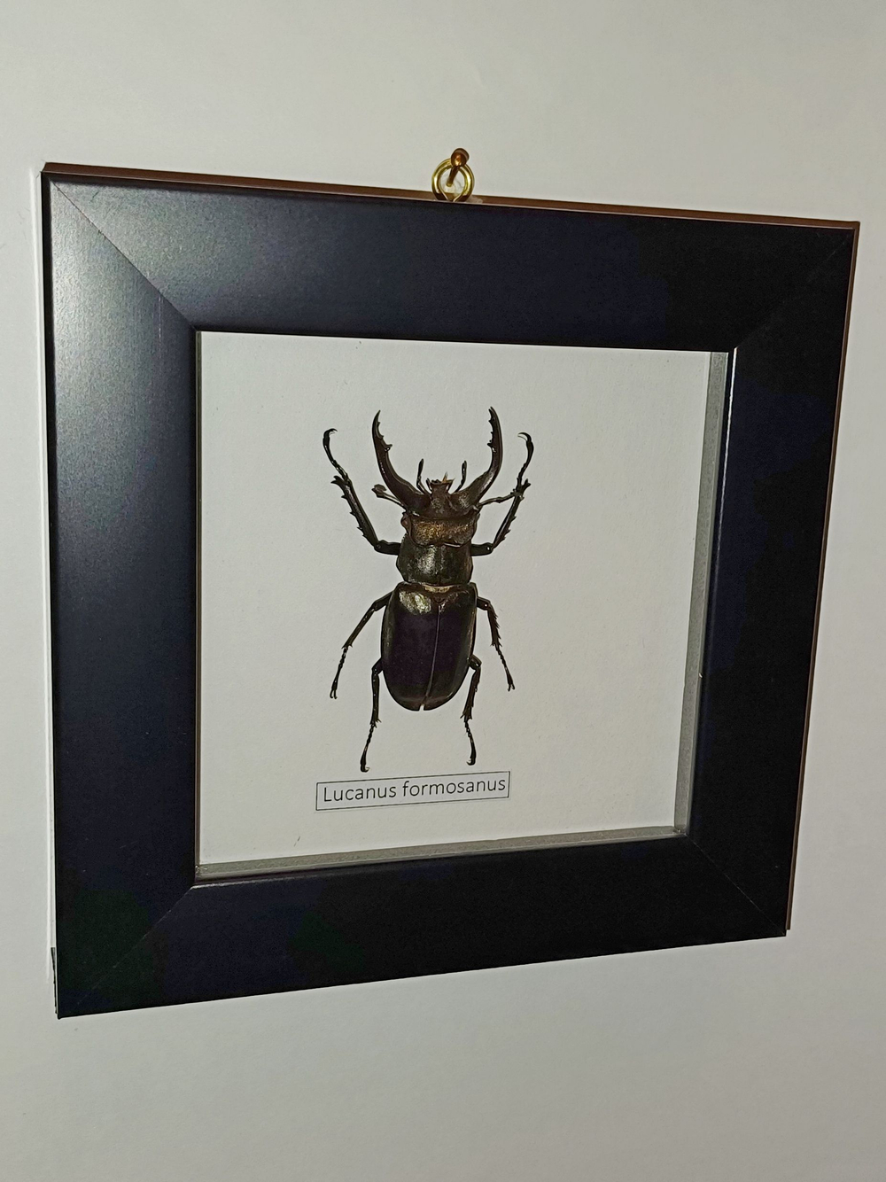 Рогач Lucanus formosanus в рамке