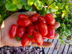 Даттерини красный (Datterini red) сорт томата