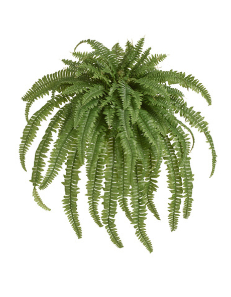 Папоротник Бостон большой свисающий